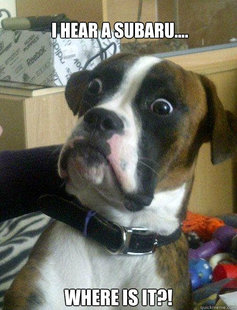Baffled boxer