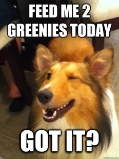 implying dog