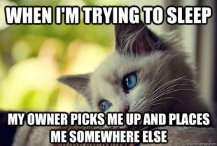 First World Cat Problems