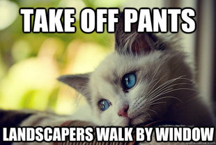 First World Cat Problems