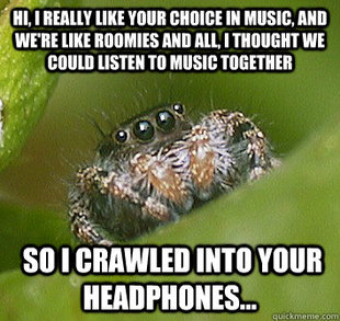 Misunderstood Spider