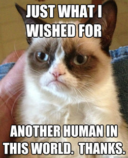 Grumpy cat