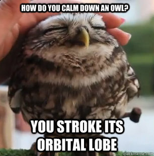 cute owl
