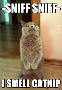 Horrorcat