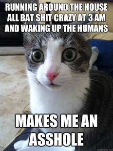 Sudden Clarity Cat