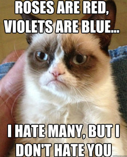 Grumpy cat