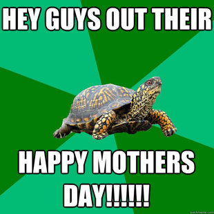 Torrenting Turtle