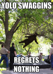 i am a falling bear