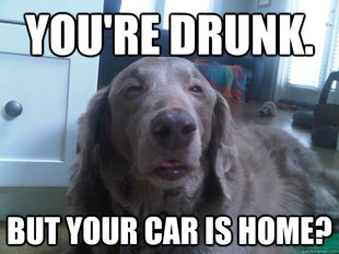 10 Dog