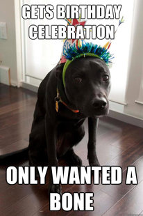 Birthday Dog