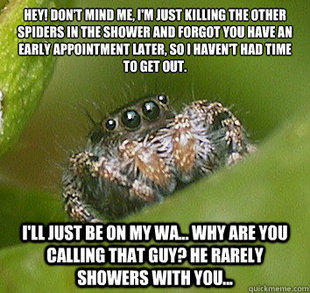 Misunderstood Spider