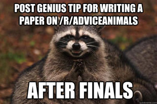 Evil Plotting Raccoon