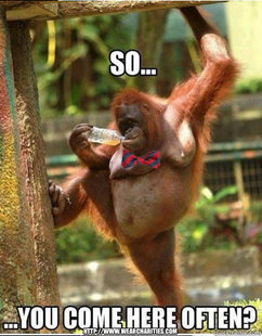 sexy monkey