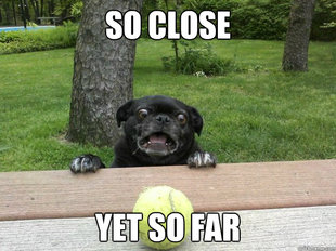 Berks Dog