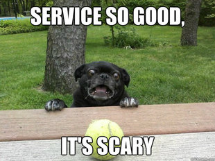 Berks Dog