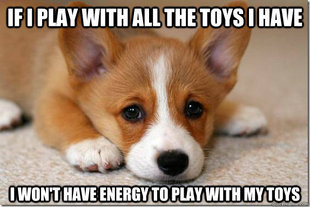 First World Dog Problems