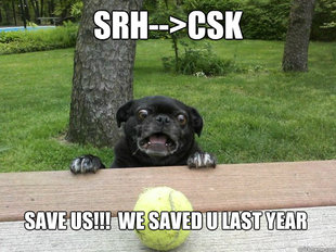 Berks Dog
