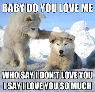 Caring Husky