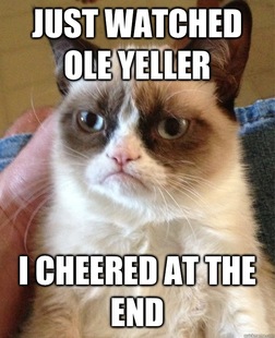 Grumpy cat