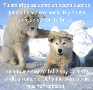 Caring Husky