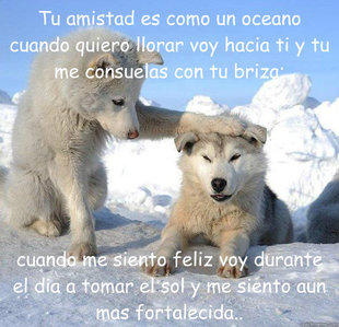Caring Husky