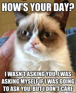 Grumpy cat
