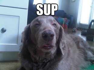 10 Dog