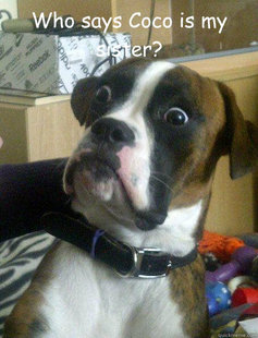 Baffled boxer