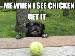 Berks Dog