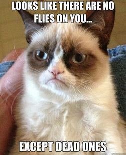Grumpy Cat