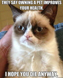 Grumpy Cat