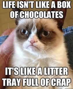 Grumpy Cat