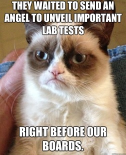 Grumpy Cat