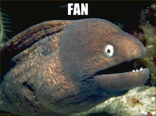 Bad Joke Eel