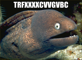 Bad Joke Eel