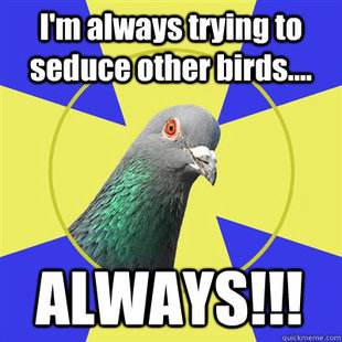 Religion Pigeon