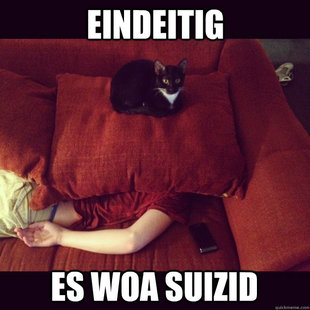 jealous cat