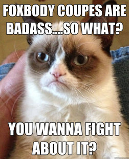 Grumpy Cat