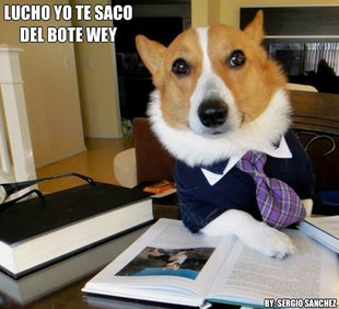 Lawyer Dog