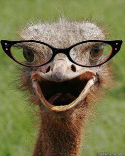 Judgmental Bookseller Ostrich
