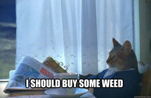 Sophisticated Cat