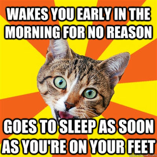 Bad Advice Cat