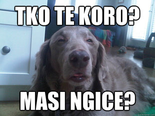 10 Dog