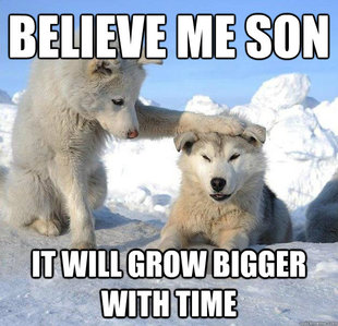 Caring Husky
