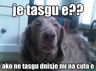 10 Dog
