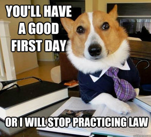 Lawyer Dog