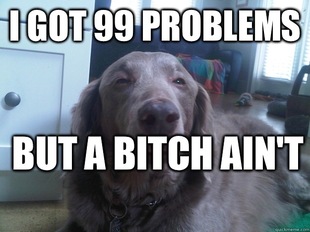 10 Dog