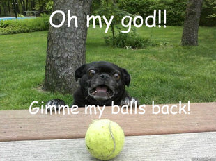 Berks Dog