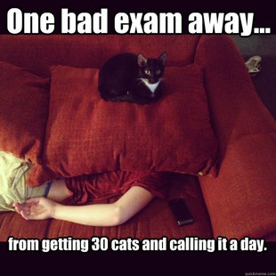 jealous cat