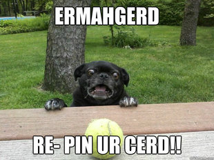 Berks Dog